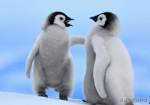 企鹅吃瓜爆料免费下载,免费下载独家秘籍大揭秘！  第3张